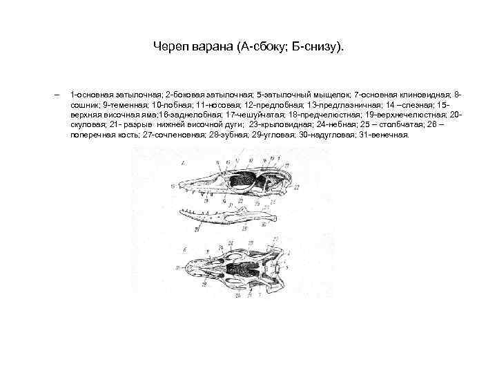 Череп варана (А-сбоку; Б-снизу). – 1 -основная затылочная; 2 -боковая затылочная; 5 -затылочный мыщелок;