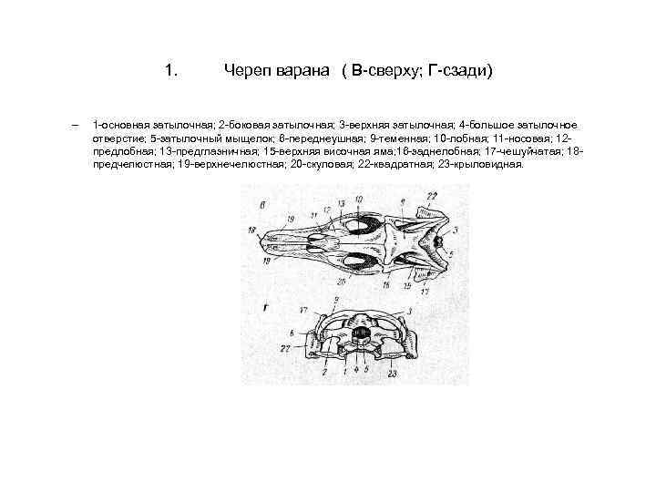 1. – Череп варана ( В-сверху; Г-сзади) 1 -основная затылочная; 2 -боковая затылочная; 3