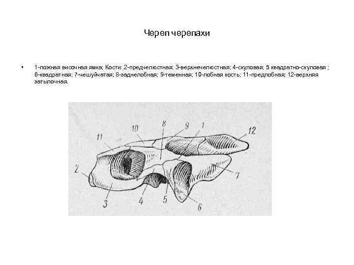 Череп черепахи • 1 -ложная височная ямка; Кости: 2 -предчелюстная; 3 -верхнечелюстная; 4 -скуловая;