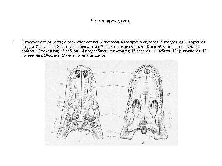 Череп крокодила • 1 -предчелюстная кость; 2 -верхнечелюстная; 3 -скуловая; 4 -квадратно-скуловая; 5 -квадратная;