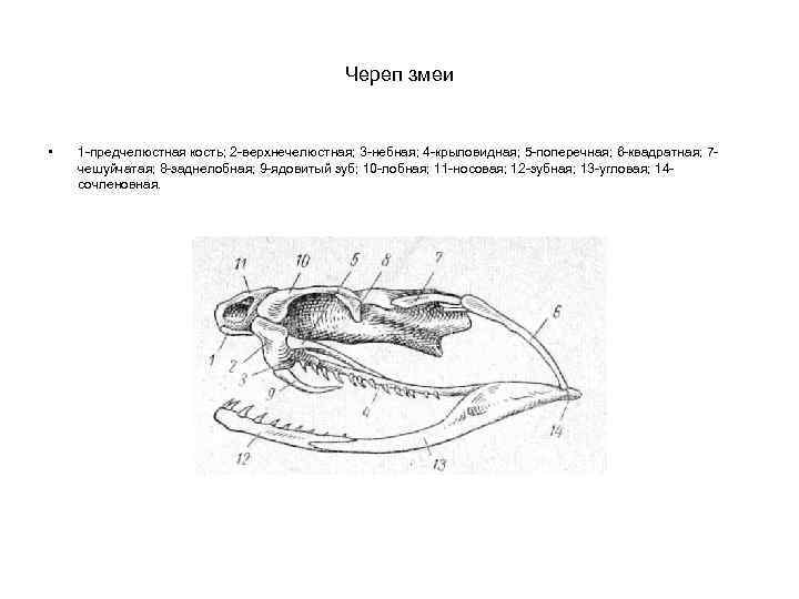 Череп змеи • 1 -предчелюстная кость; 2 -верхнечелюстная; 3 -небная; 4 -крыловидная; 5 -поперечная;