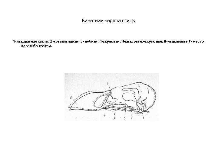 Кинетизм черепа птицы 1 -квадратная кость; 2 -крыловидная; 3 - небная; 4 -скуловая; 5
