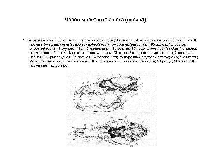 Схема строения черепа млекопитающих