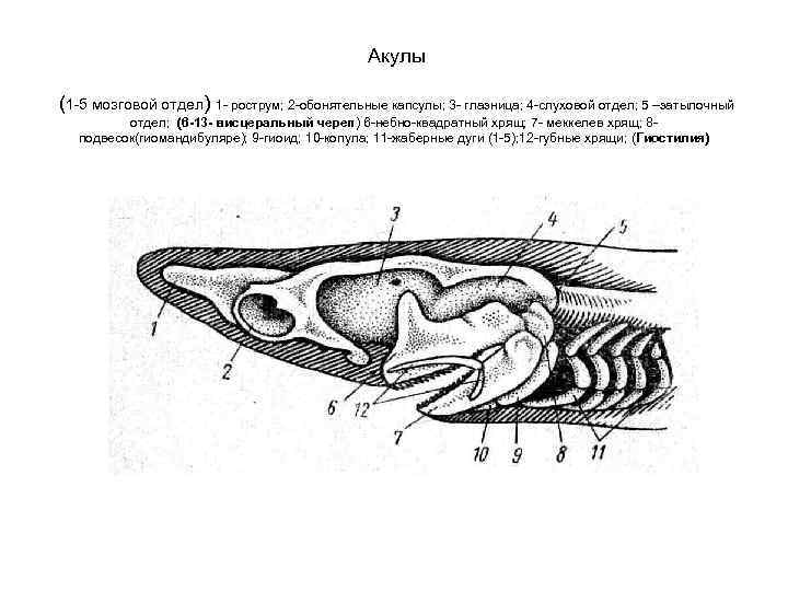 Акулы (1 -5 мозговой отдел) 1 - рострум; 2 -обонятельные капсулы; 3 - глазница;