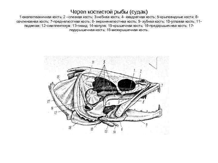 Череп костистой рыбы (судак) 1 -окологлазничная кость; 2 –слезная кость; 3 -небная кость; 4