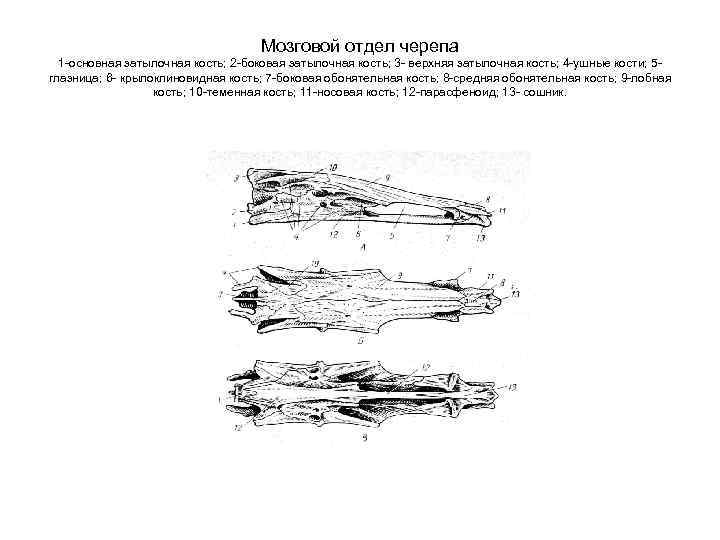 Мозговой отдел черепа 1 -основная затылочная кость; 2 -боковая затылочная кость; 3 - верхняя