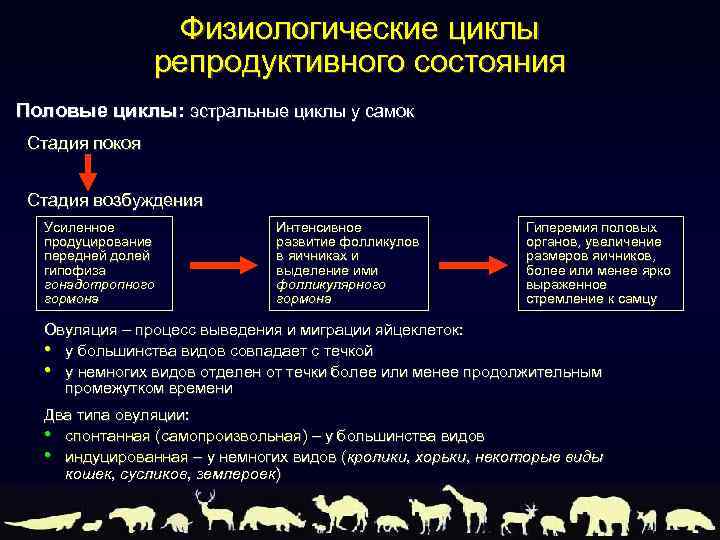 Физиологические циклы репродуктивного состояния Половые циклы: эстральные циклы у самок Стадия покоя Стадия возбуждения