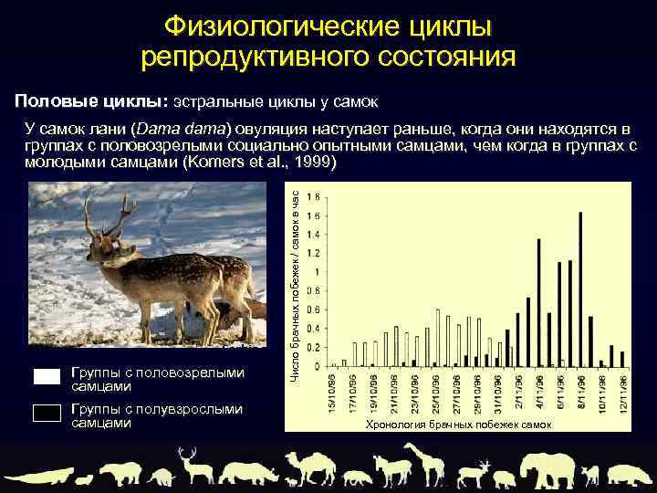 Физиологические циклы репродуктивного состояния Половые циклы: эстральные циклы у самок Группы с половозрелыми самцами