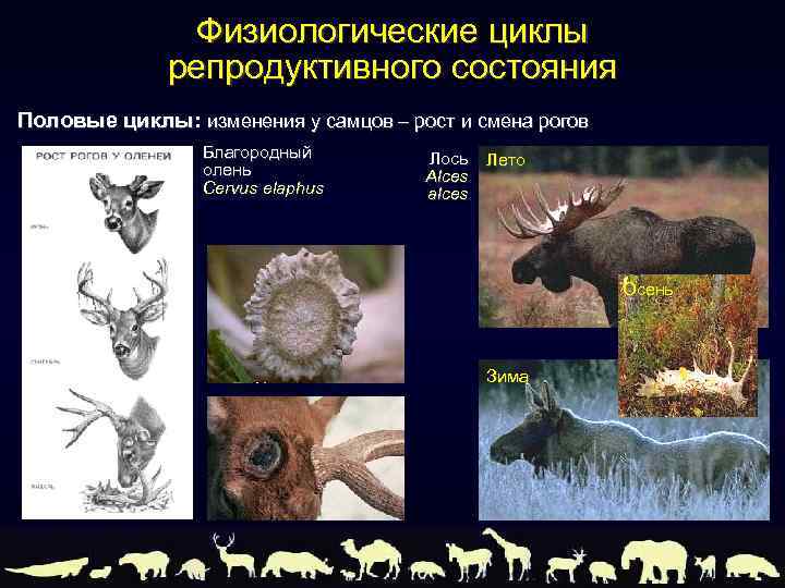 Физиологические циклы репродуктивного состояния Половые циклы: изменения у самцов – рост и смена рогов