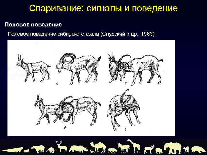 Поведение и размножение млекопитающих 8 класс