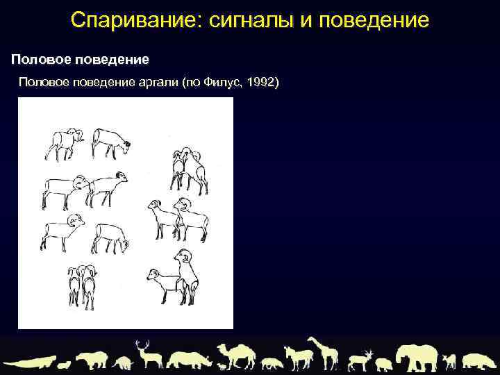 Спаривание: сигналы и поведение Половое поведение аргали (по Филус, 1992) 