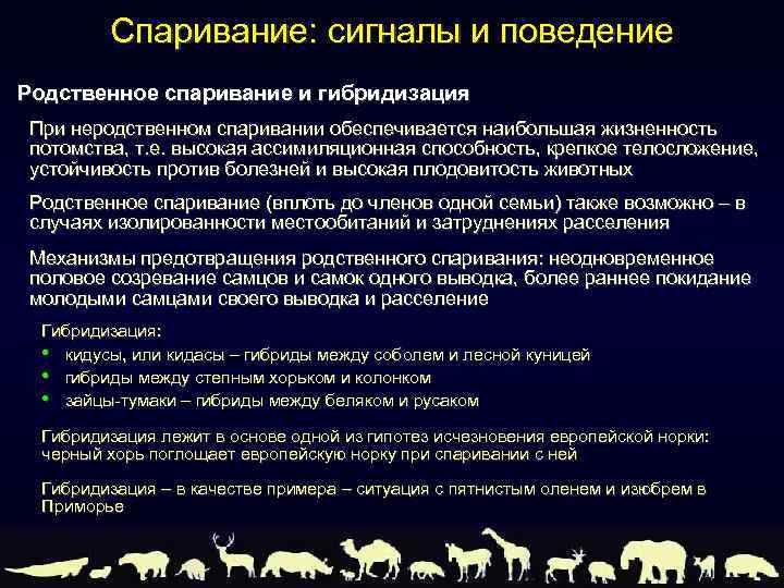 Спаривание: сигналы и поведение Родственное спаривание и гибридизация При неродственном спаривании обеспечивается наибольшая жизненность