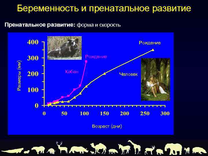 Беременность и пренатальное развитие Пренатальное развитие: форма и скорость Рождение Размеры (мм) Рождение Кабан