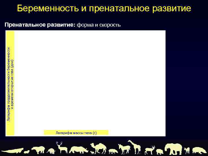 Беременность и пренатальное развитие Логарифм продолжительности беременности и времени открытия глаз (дни) Пренатальное развитие: