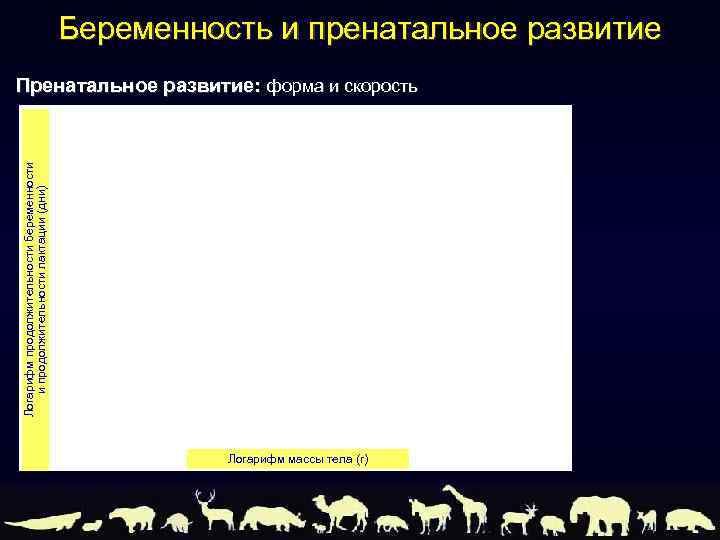 Беременность и пренатальное развитие Логарифм продолжительности беременности и продолжительности лактации (дни) Пренатальное развитие: форма