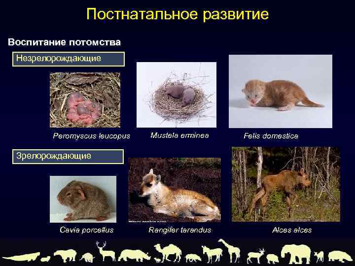 Постнатальное развитие Воспитание потомства Незрелорождающие Peromyscus leucopus Mustela erminea Felis domestica Зрелорождающие Cavia porcellus