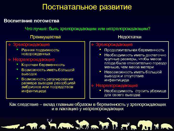 Постнатальное развитие Воспитание потомства Что лучше: быть зрелорождающим или незрелорождающим? Преимущества v v Зрелорождающие