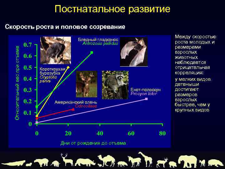 Постнатальное развитие Относительный вес при отъеме Скорость роста и половое созревание Бледный гладконос Antrozous