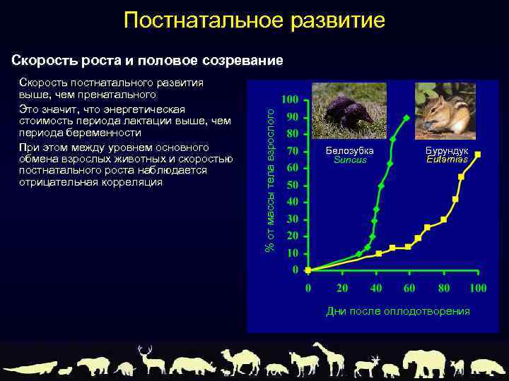 Постнатальное развитие Скорость постнатального развития выше, чем пренатального Это значит, что энергетическая стоимость периода