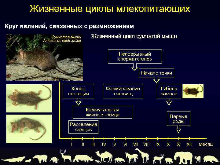 Жизненные циклы млекопитающих Круг явлений, связанных с размножением Жизненный цикл сумчатой мыши Сумчатая мышь