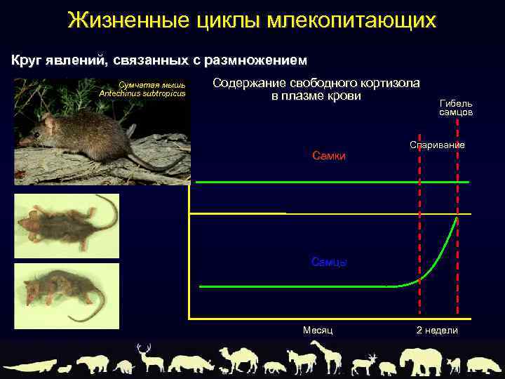 Жизненные циклы млекопитающих Круг явлений, связанных с размножением Сумчатая мышь Antechinus subtropicus Содержание свободного