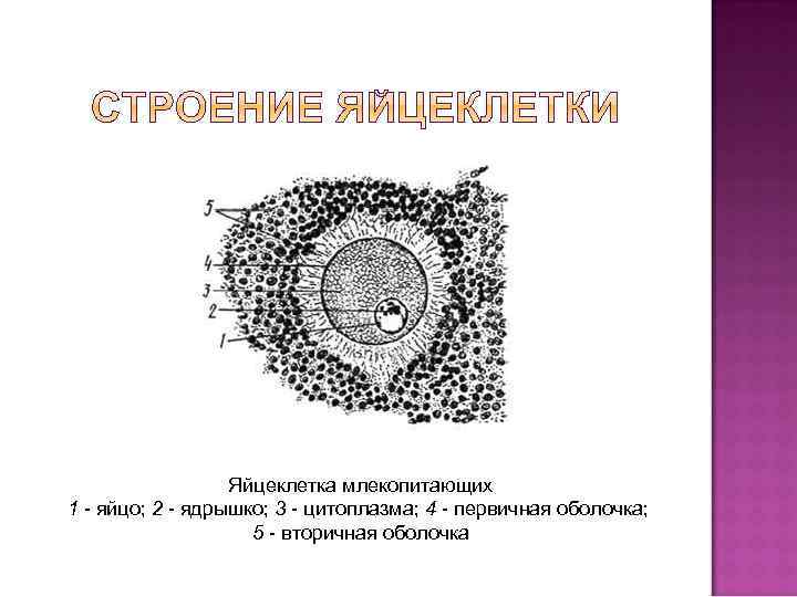 Яйцеклетка рисунок с подписями