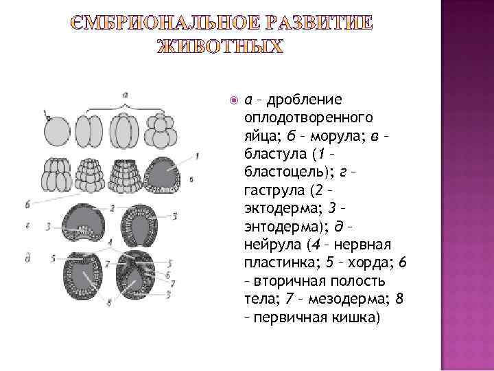 Как называется стадия развития зародыша изображенная на рисунке бластула гаструла нейрула морула