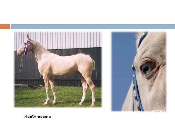 Изабелловая 
