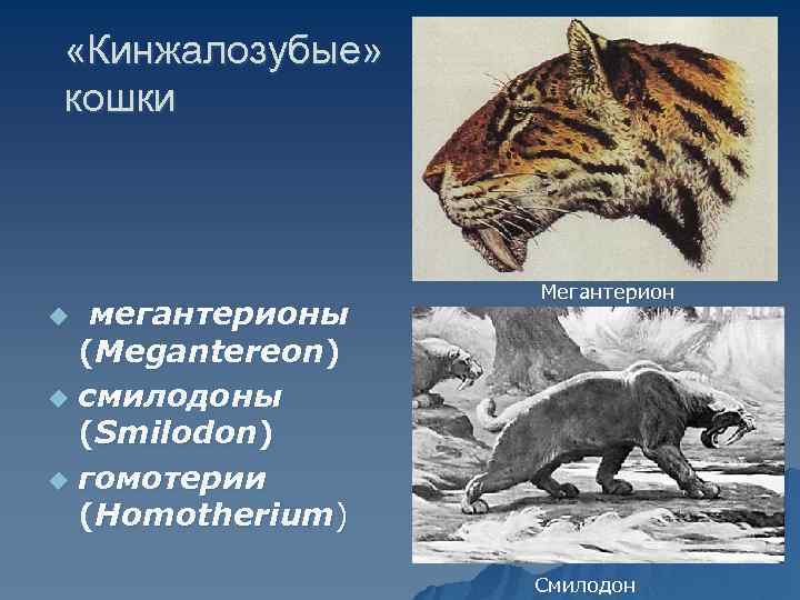  «Кинжалозубые» кошки мегантерионы (Megantereon) u смилодоны (Smilodon) u гомотерии (Homotherium) Мегантерион u Смилодон