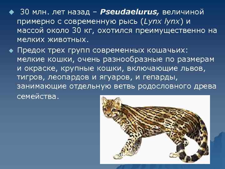 u 30 млн. лет назад – Pseudaelurus, величиной u примерно с современную рысь (Lynx