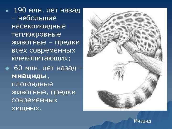 190 млн. лет назад – небольшие насекомоядные теплокровные животные – предки всех современных млекопитающих;