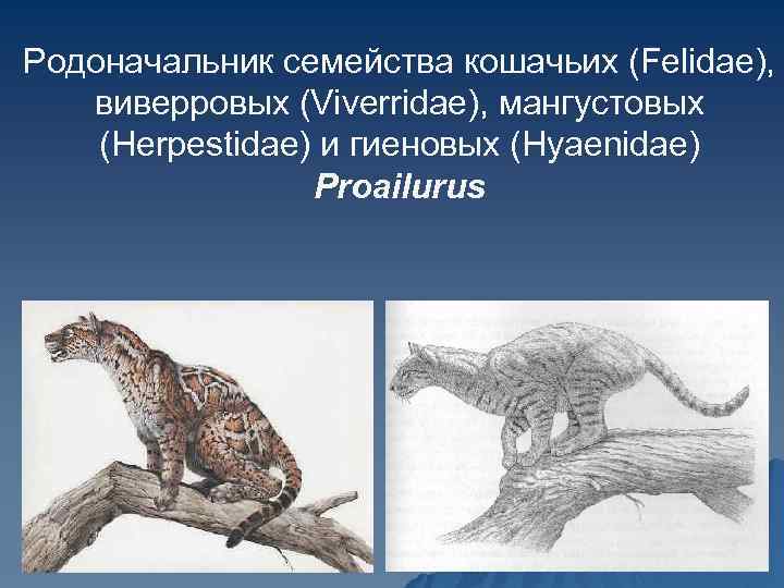 Родоначальник семейства кошачьих (Felidae), виверровых (Viverridae), мангустовых (Herpestidae) и гиеновых (Hyaenidae) Proailurus 