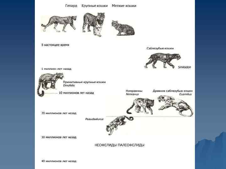 Размножение кошек презентация