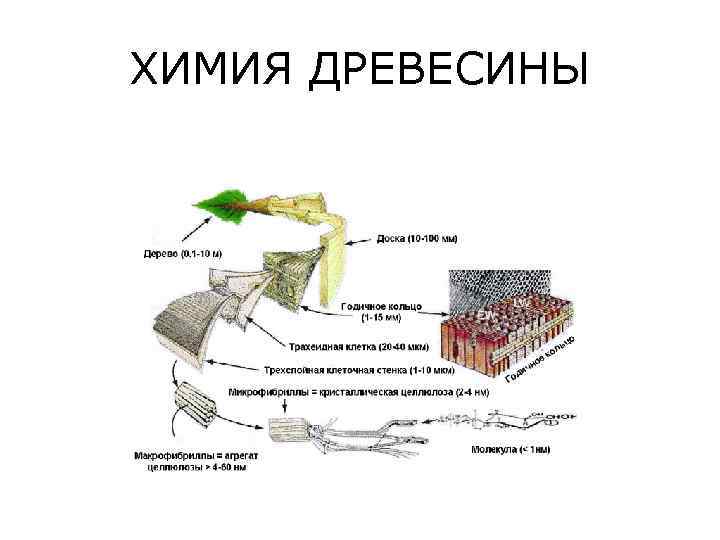 Дерево химии. Схема химического состава древесины. Химический состав древесины. Из чего состоит древесина химия.