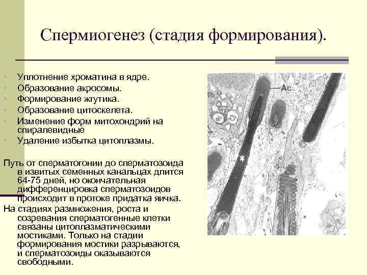 Спермиогенез (стадия формирования). § § § Уплотнение хроматина в ядре. Образование акросомы. Формирование жгутика.