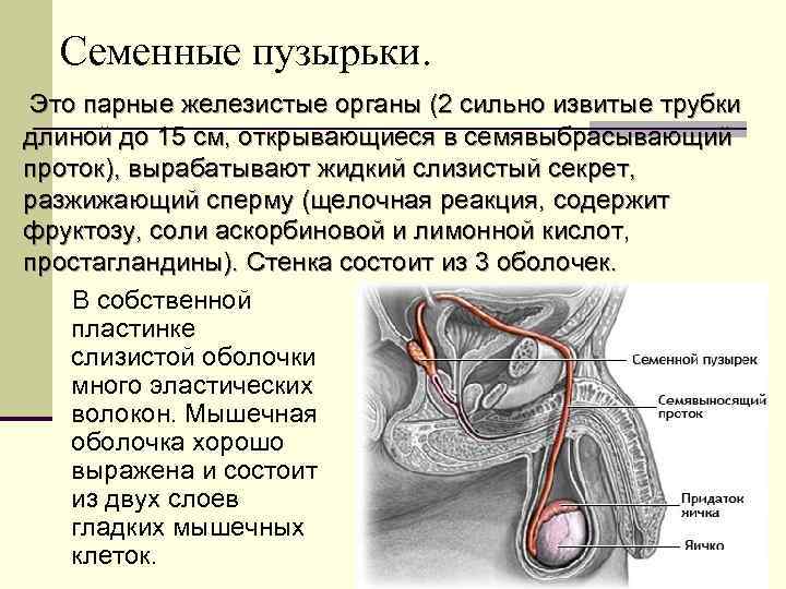 Семенные пузырьки. Это парные железистые органы (2 сильно извитые трубки длиной до 15 см,