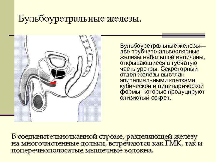Бульбоуретральные железы— две трубчато-альвеолярные железы небольшой величины, открывающиеся в губчатую часть уретры. Секреторный отдел