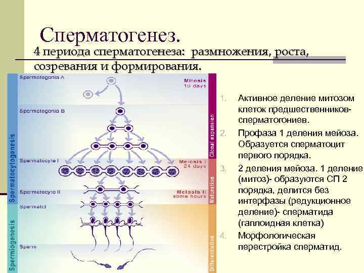 Сперматогенез. 4 периода сперматогенеза: размножения, роста, созревания и формирования. 1. 2. 3. 4. Активное