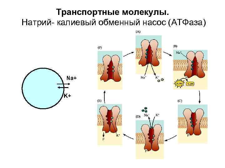 Транспортные молекулы. Натрий- калиевый обменный насос (АТФаза) Na+ K+ 