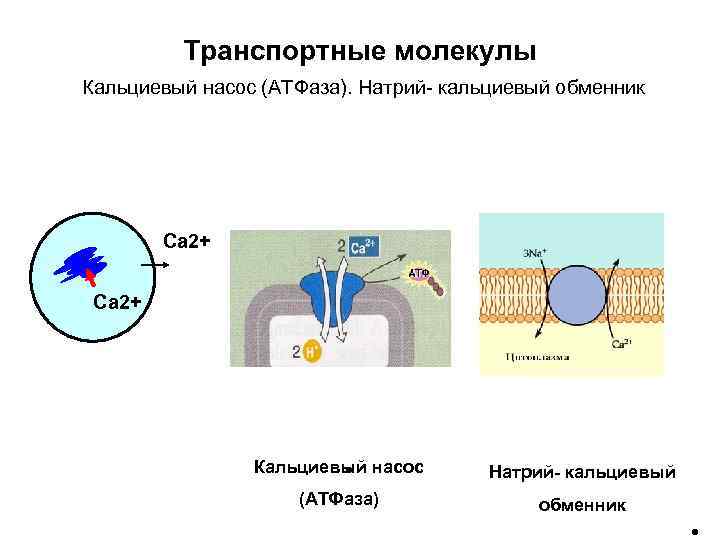 Кальциевый. Кальциевый насос биофизика. Кальций натриевый насос. Кальциево магниевый насос. Кальциевый насос физиология.