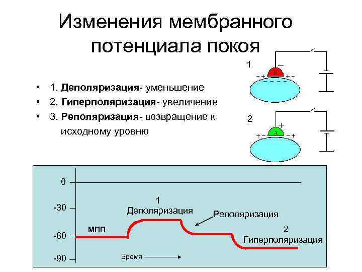 Изменения мембранного потенциала покоя 1 • 1. Деполяризация- уменьшение • 2. Гиперполяризация- увеличение •