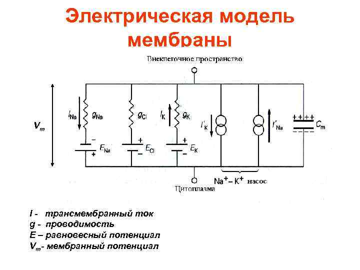 Равновесный мембранный потенциал