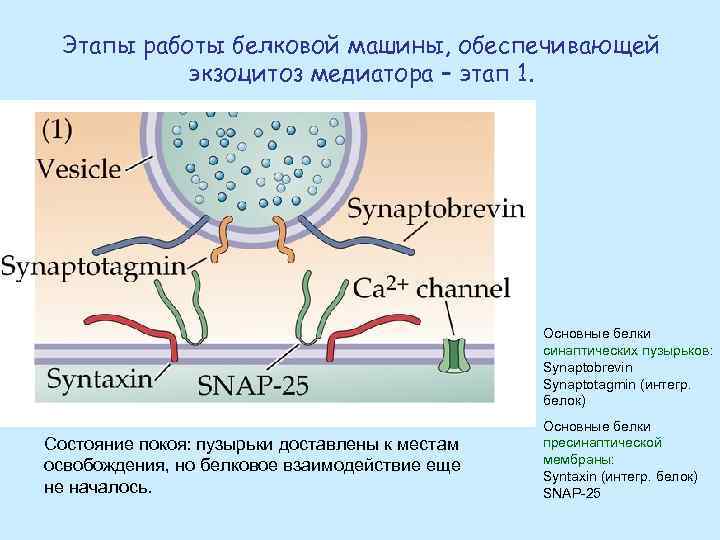 Этапы работы белковой машины, обеспечивающей экзоцитоз медиатора – этап 1. Основные белки синаптических пузырьков: