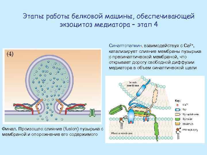 Этапы работы белковой машины, обеспечивающей экзоцитоз медиатора – этап 4 Синаптотагмин, взаимодействуя с Са