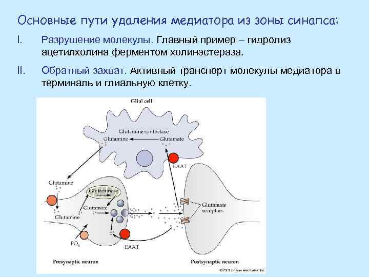 Основные пути удаления медиатора из зоны синапса: I. Разрушение молекулы. Главный пример – гидролиз