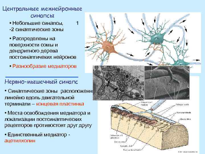 Центральные межнейронные синапсы • Небольшие синапсы, -2 синаптические зоны 1 • Распределены на поверхности