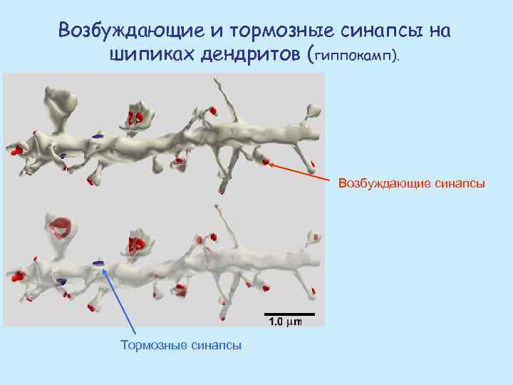 Возбуждающие и тормозные синапсы на шипиках дендритов (гиппокамп). Возбуждающие синапсы Тормозные синапсы 