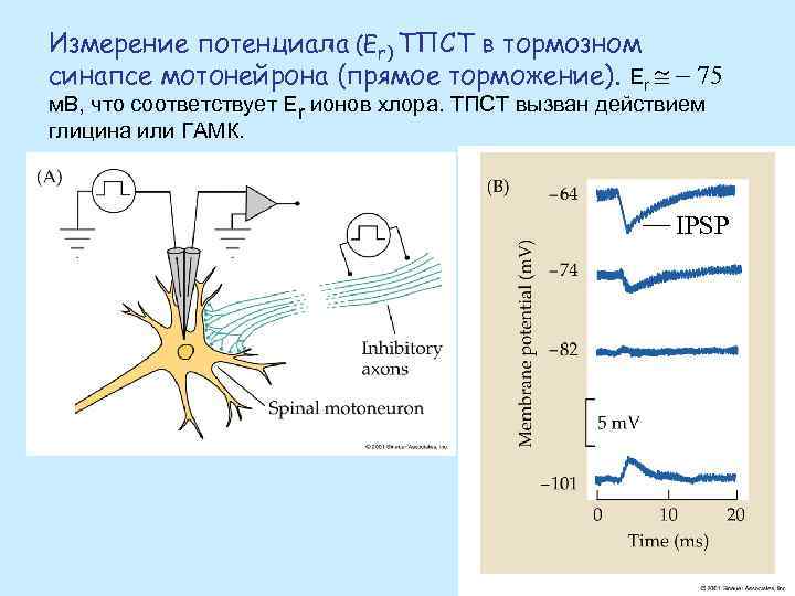 Измерение потенциала (Er) ТПСТ в тормозном синапсе мотонейрона (прямое торможение). Er @ - 75
