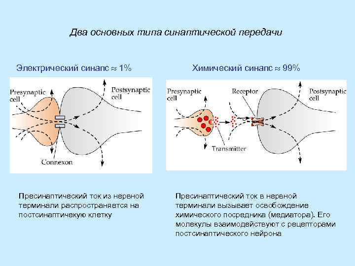 Два основных типа синаптической передачи Электрический синапс » 1% Пресинаптический ток из нервной терминали