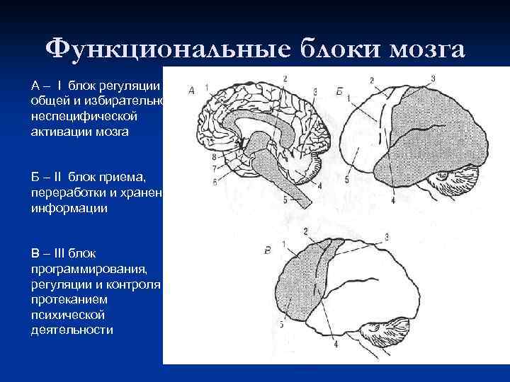 Функциональные блоки мозга А – I блок регуляции общей и избирательной неспецифической активации мозга